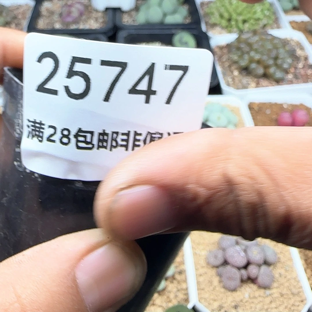 我****实哈哈哈哈哈哈25747