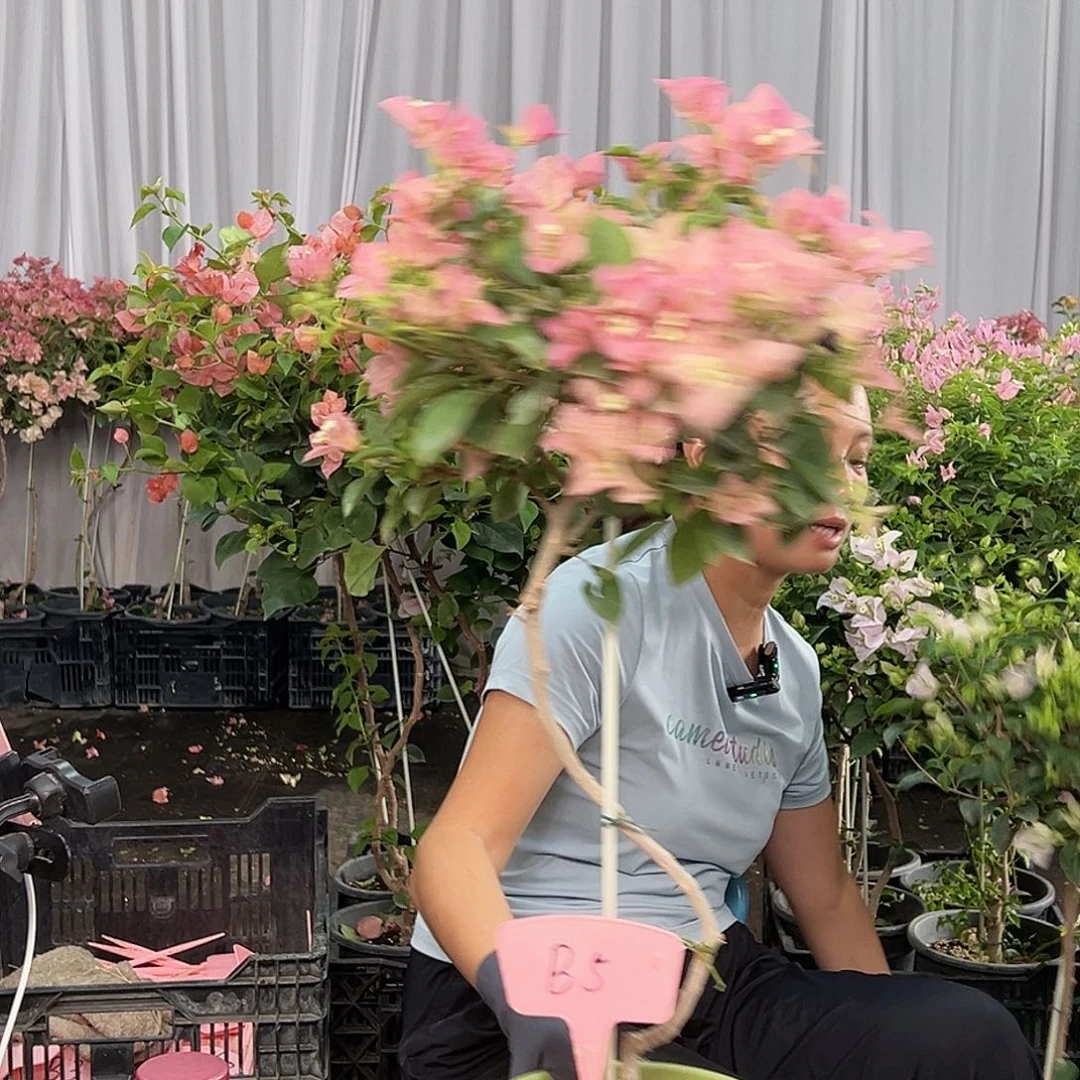 朱***爽当前无花栽培后可以开花B5卡雅塔