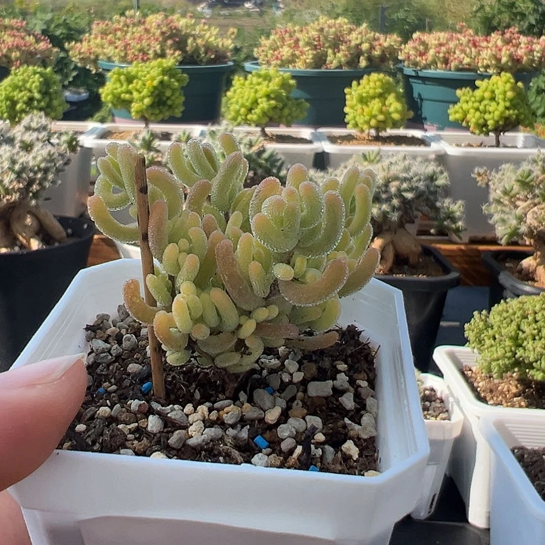 306号红叶锦5.13多肉