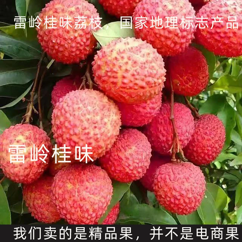 【地理标志产品】老树雷岭荔枝桂味京东现摘现发（坏果包赔，好果子）