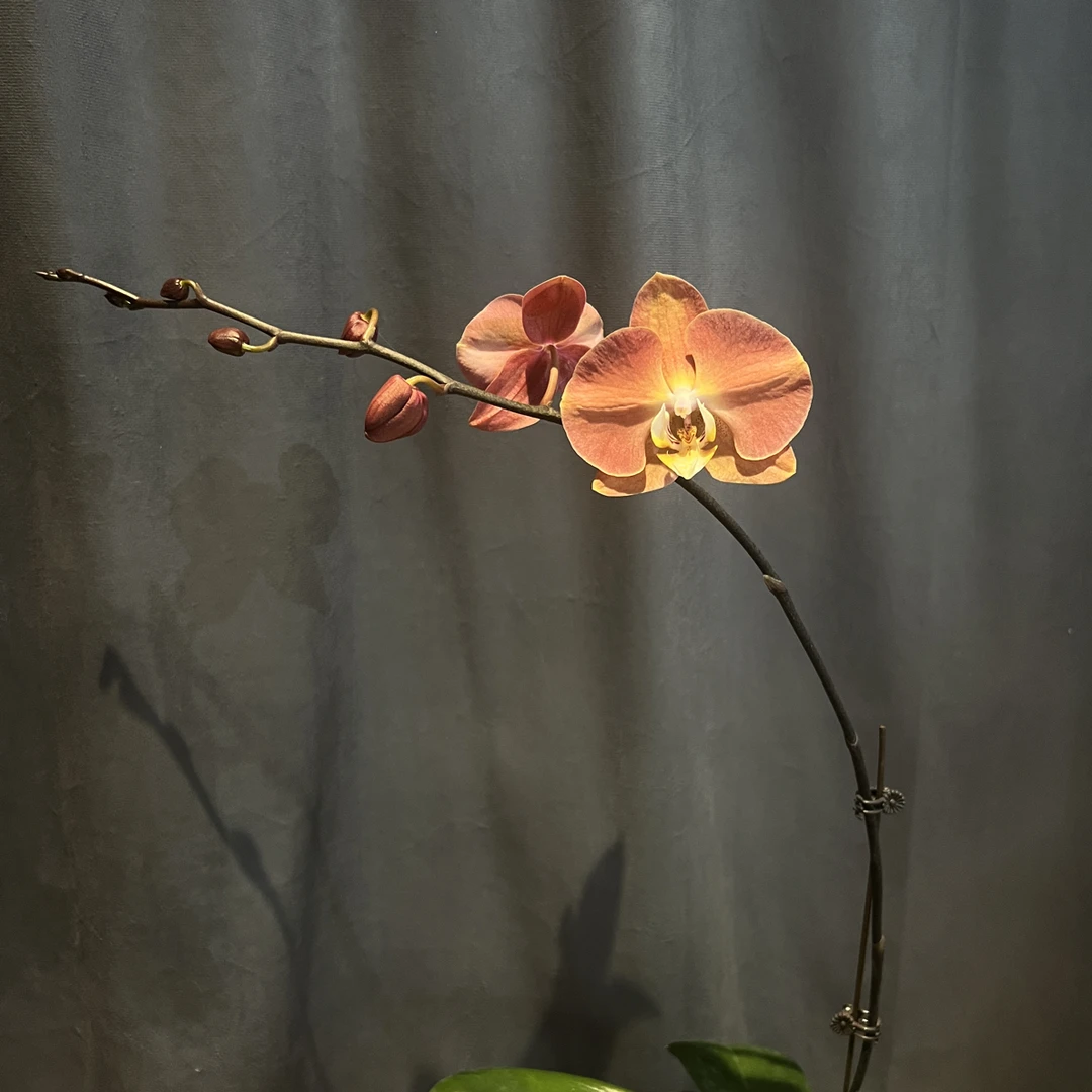 哈克三文鱼3.0开花株 水苔种植