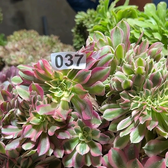 飘***痕多肉植物一个女巫037