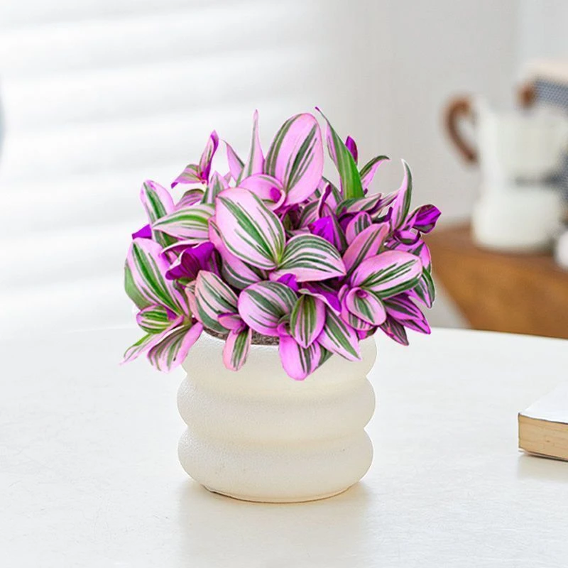 油画净化空气吊兰浪漫紫色室内盆栽水培土培植物客厅桌面紫露垂吊