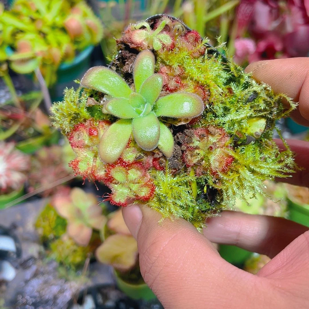 完全开放鱿鱼须捕虫堇