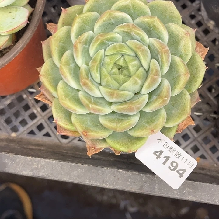 阿雅园艺。       4194