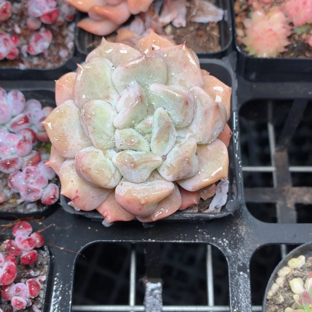 超奶多肉9.9包邮发货