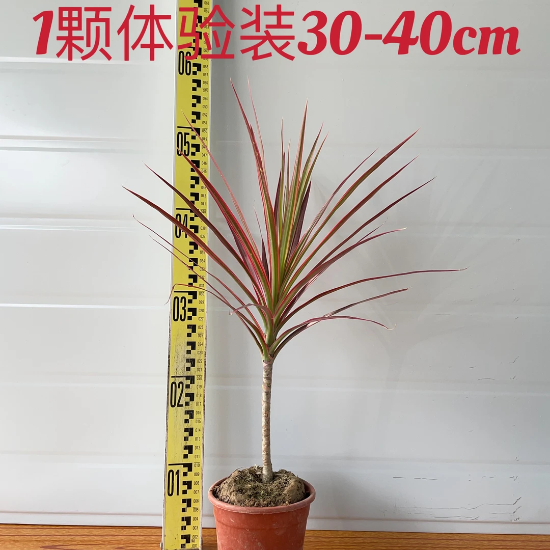 好养水培马尾铁龙血树七彩铁盆栽室内桌面四季观叶绿植