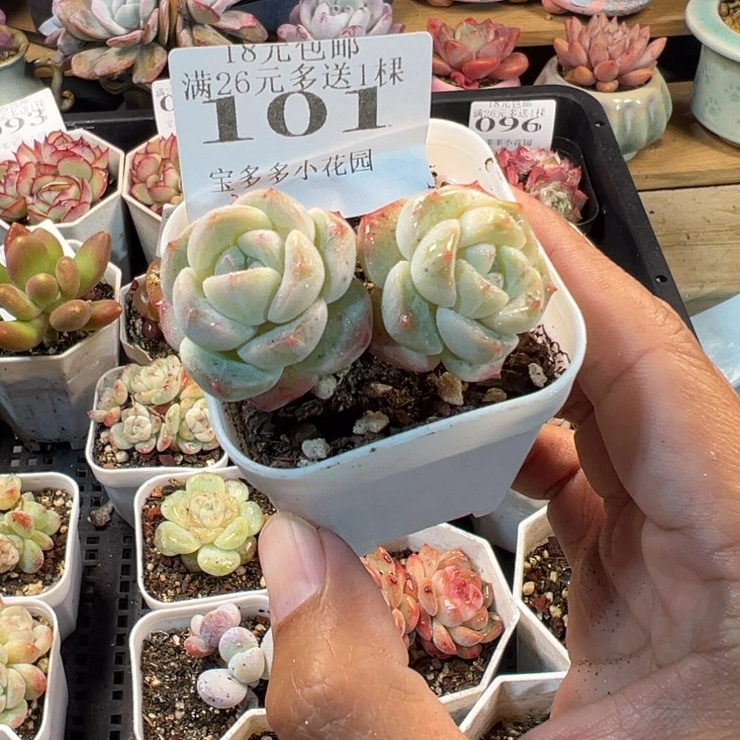 101号一物一拍多肉满18元包邮明天发货