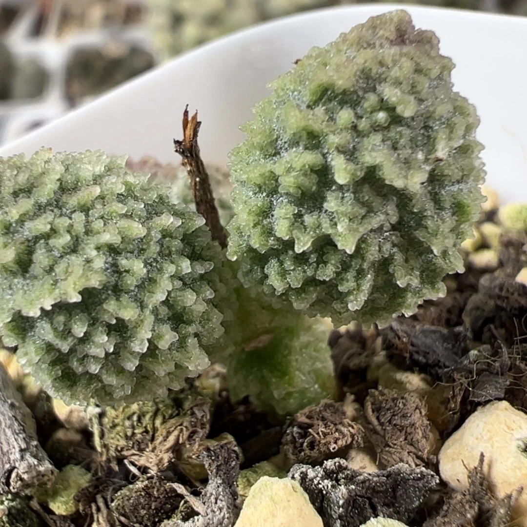 实生新品多肉植物水泡多肉植物