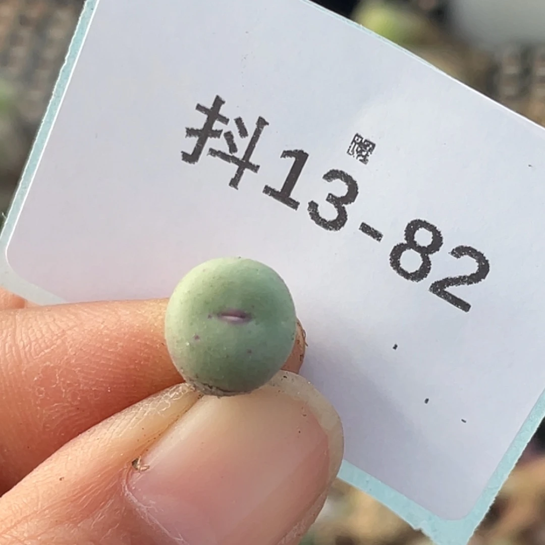 13-82嘴多肉植物肉锥