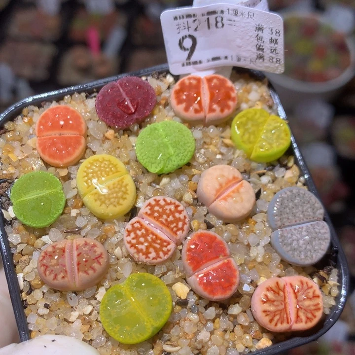 精品生石花218.9