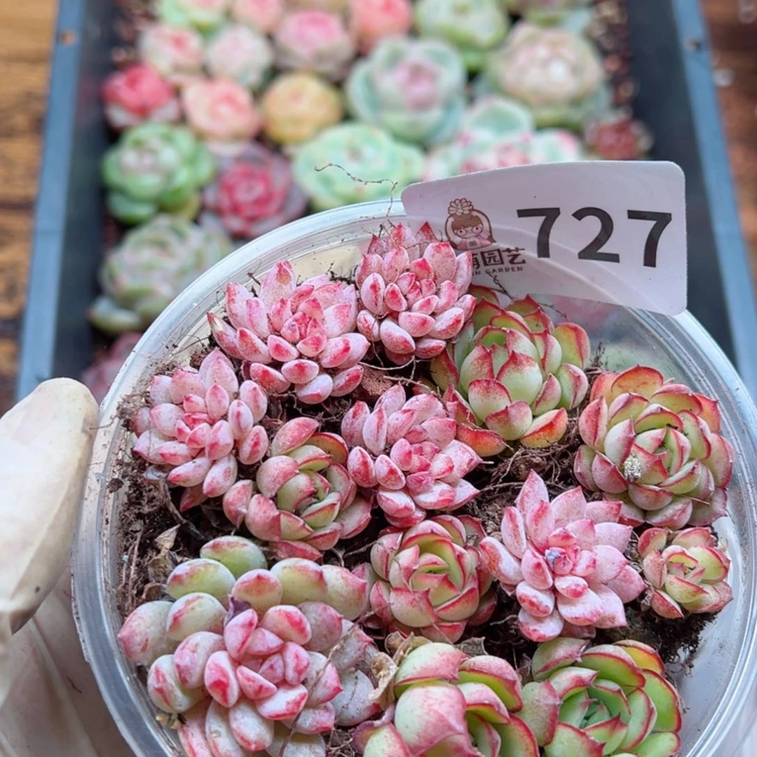 多肉植物多肉植物