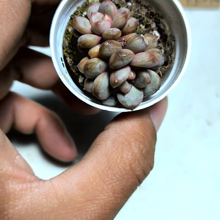 满6元包邮，葡萄2/3头巨小拇指盆