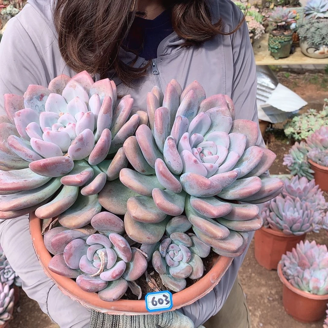 603 奥普 一物一拍