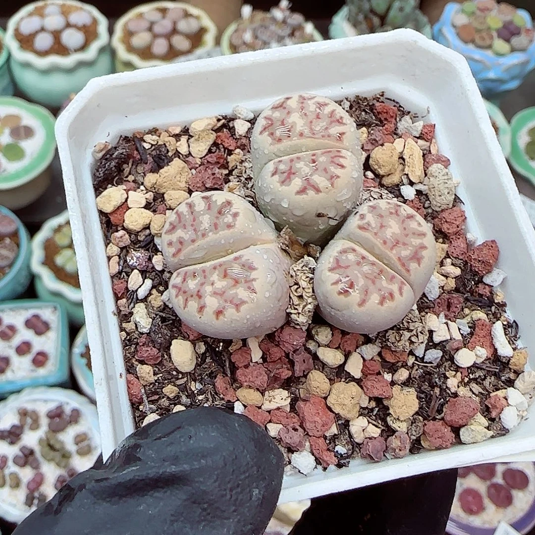 生石花满18包邮1122-118