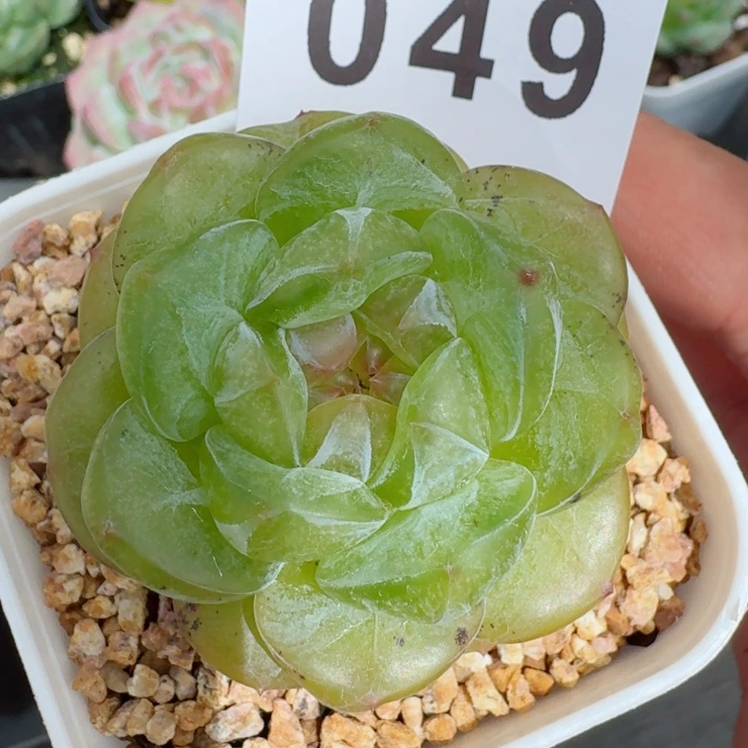 母本珍妮            精美多肉植物