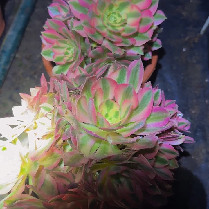 丙****串粉女巫2颗组合86