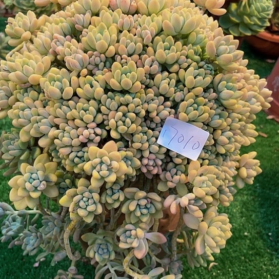 三*酪蛋糕群17010