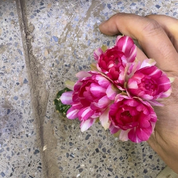 35丽花德三歪3公分左右无根侧牙，20包邮