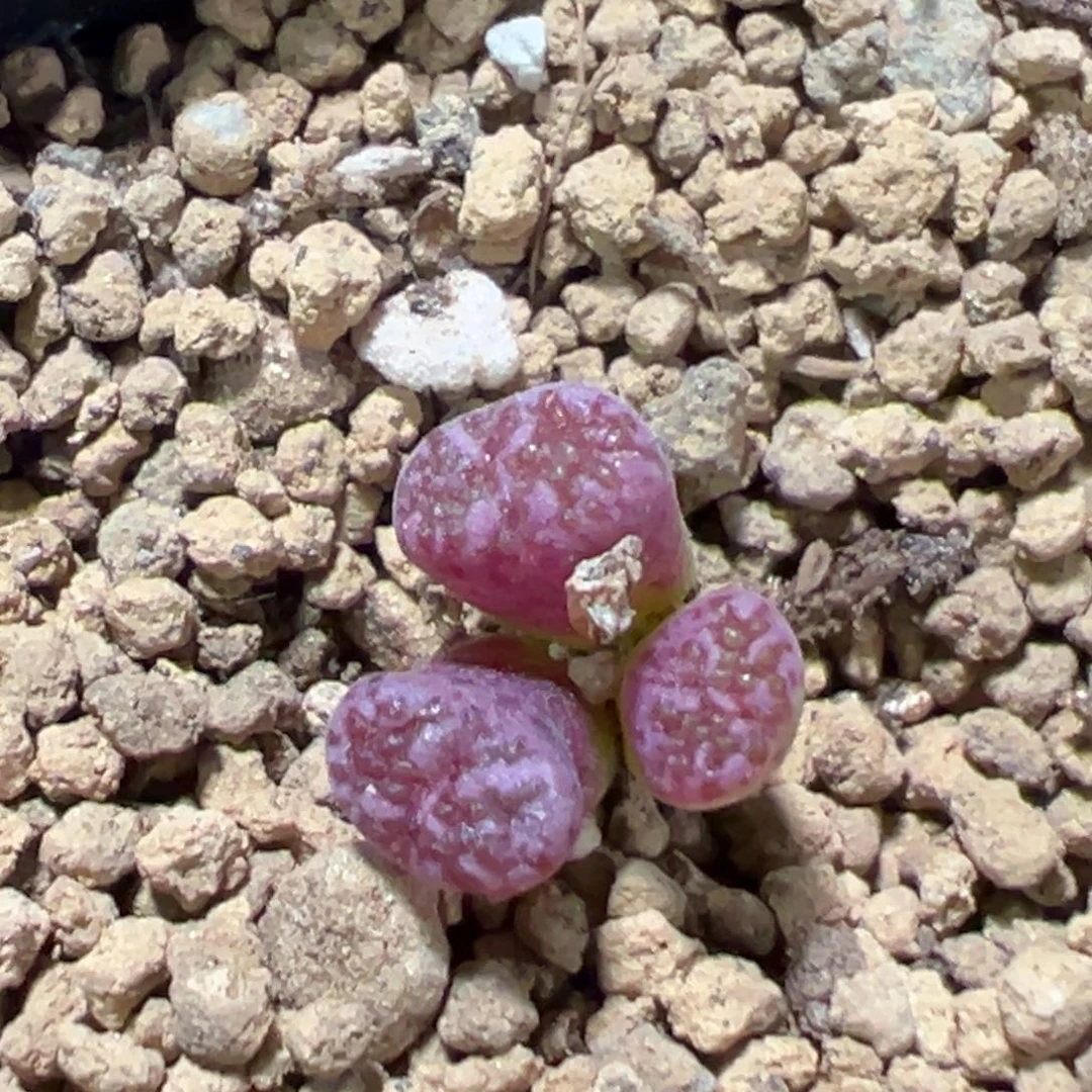 28-03马克李子多肉植物