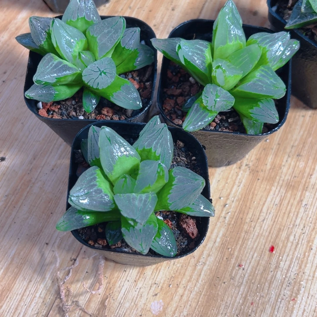 母本冰城寿玉露多肉一颗