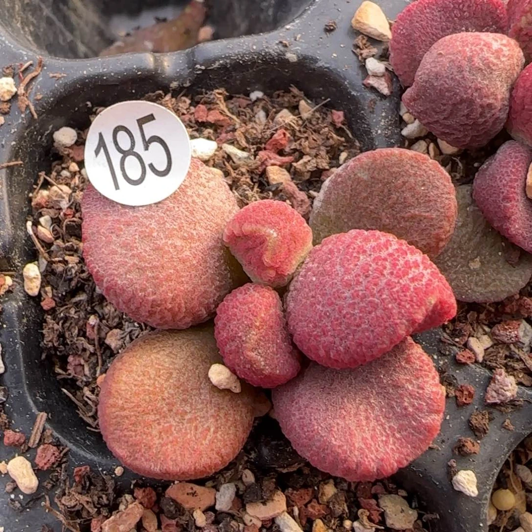 满天星198号水泡多肉