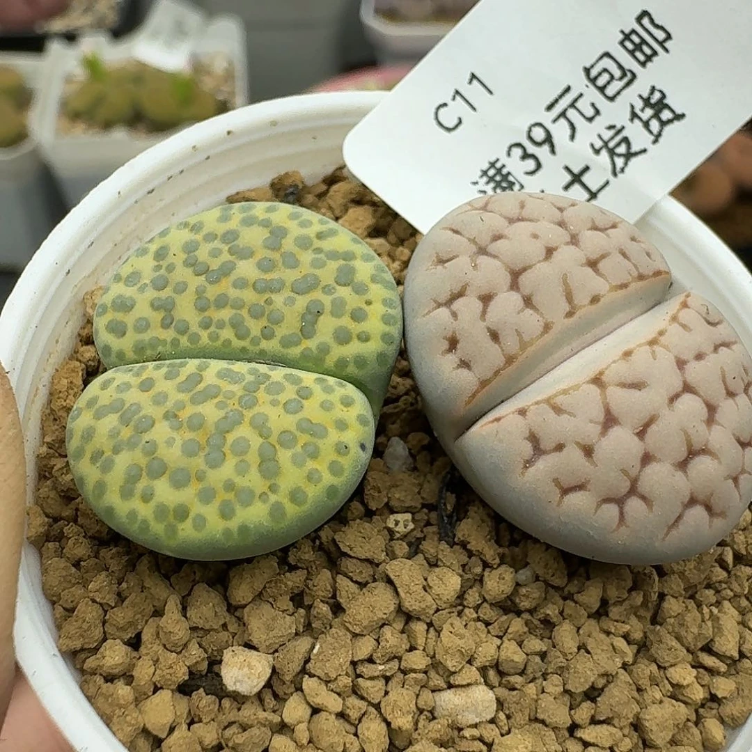 11多肉哈哈哈哈哈哈哈