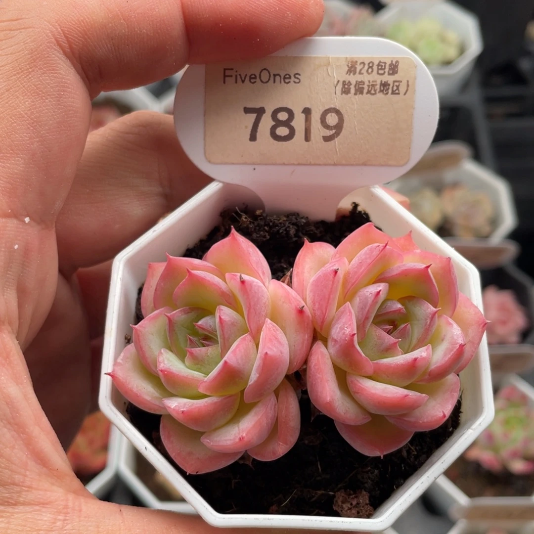 水晶玫瑰7819-6.5厘米