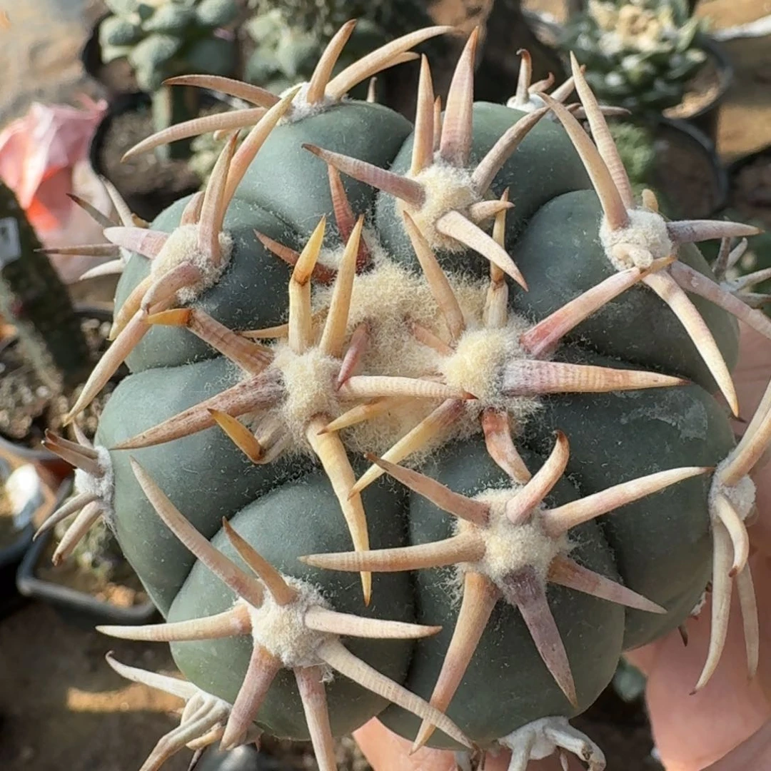 【闪购商品】斌白刺翠屏542