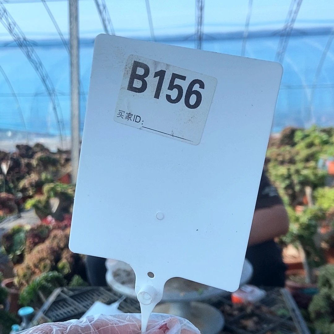 裴***子完全开放欧紫缀化B156