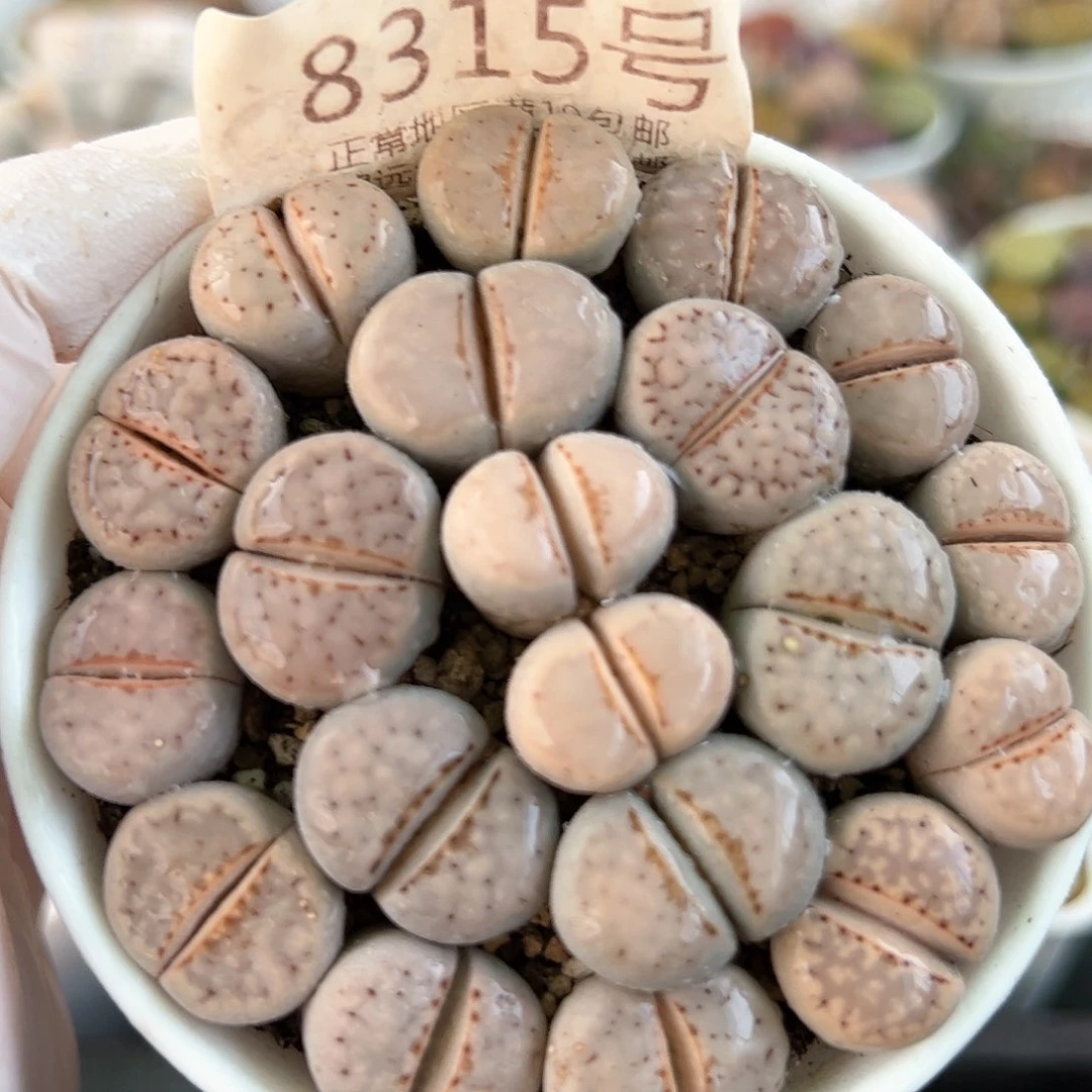 好养易活生石花大母本8315