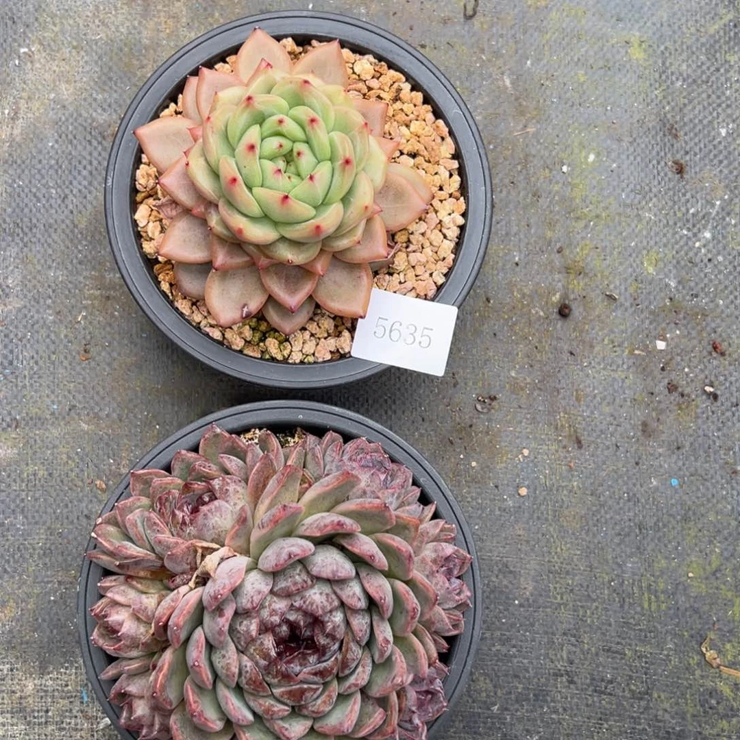 L***吖5635 5634肉肉肉肉肉肉肉