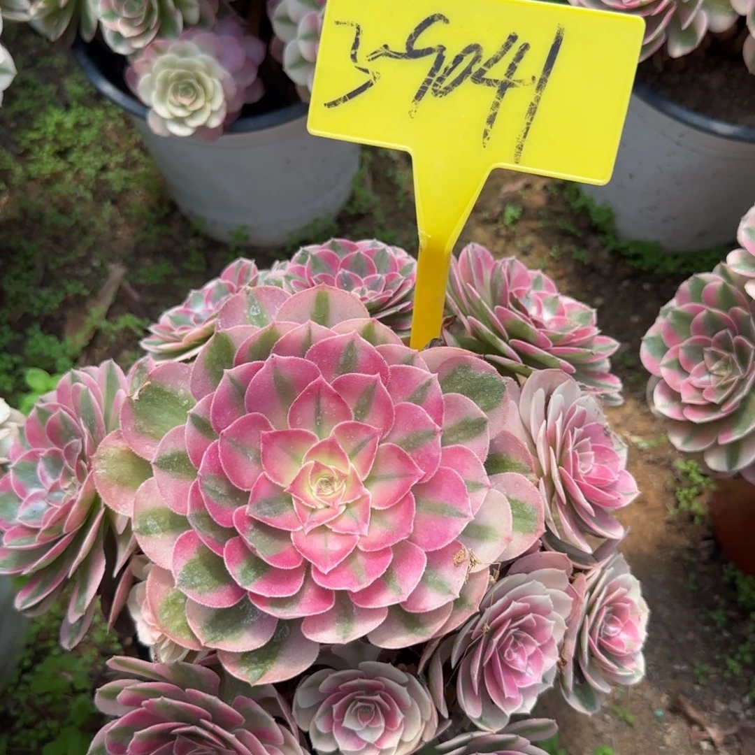 3-9041--7人倾城多头多肉