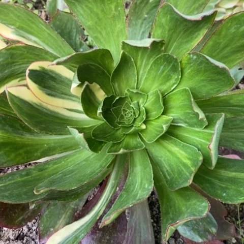 513魅影七彩满25包邮多肉