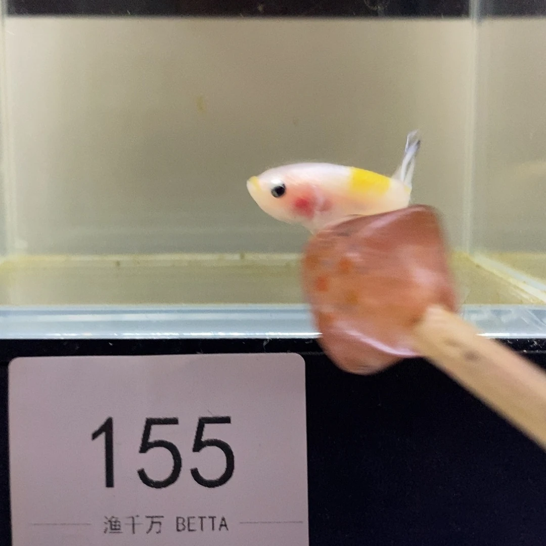 ·***后海水鱼155155155155155
