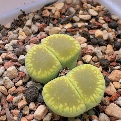 1882绿光阳双头净窗带盆发货