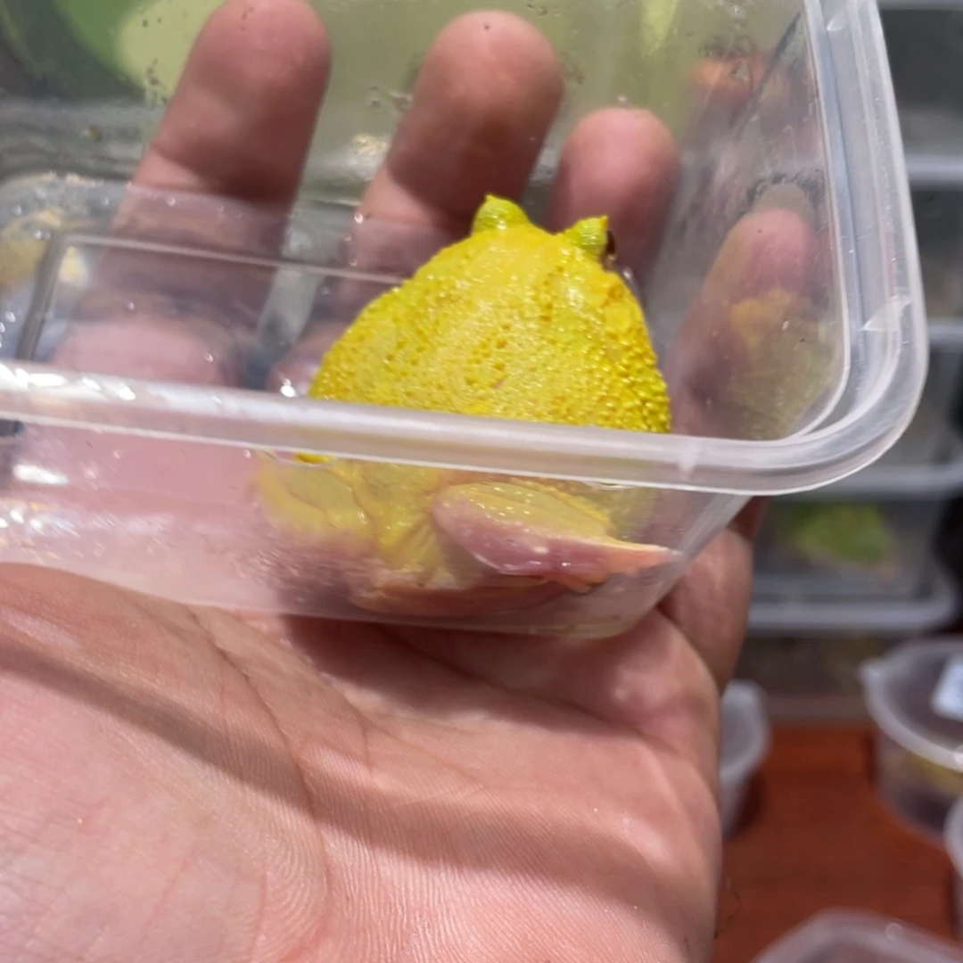 嗯****角蛙蛋黄角蛙很干净 5.5