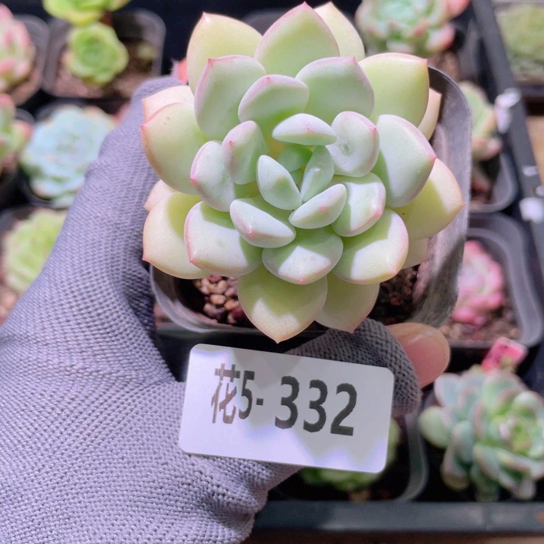 花利美5-332玉兔