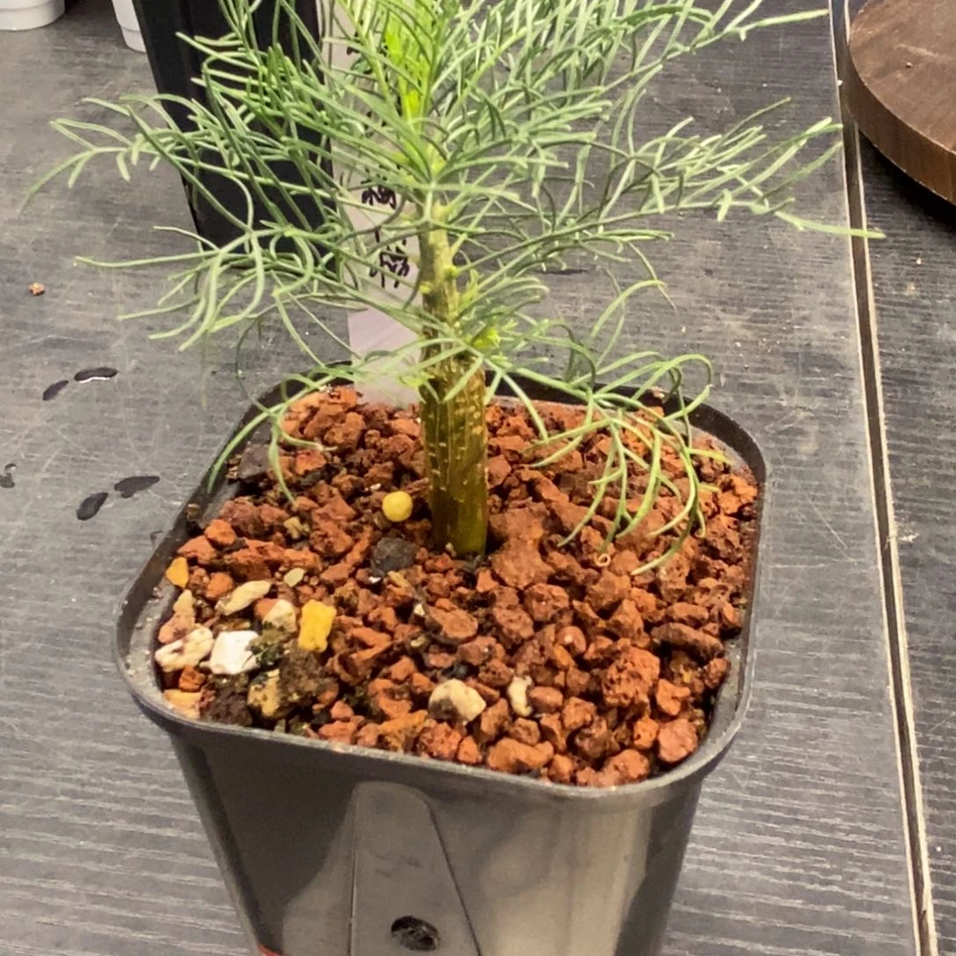 针叶橄榄实生没药
