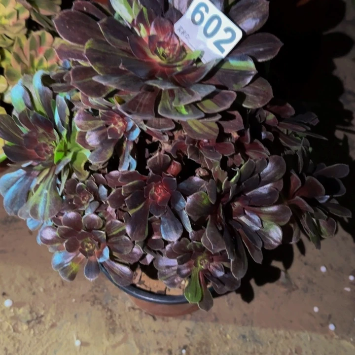 602墨染花月夜多肉植物