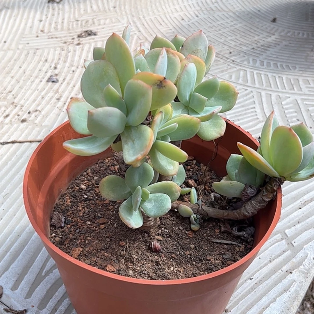 【闪购商品】无花朵晴*?