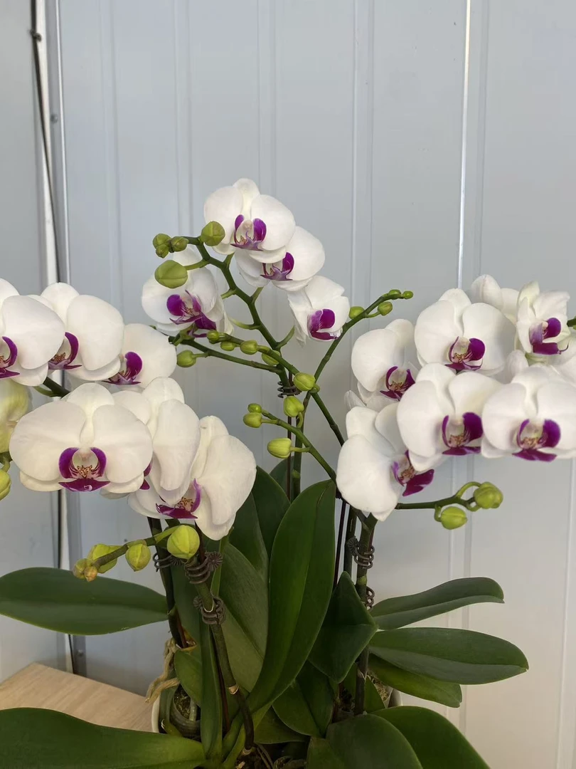 A3(雪玉）2.8寸中花蝴蝶兰 新入必入款室内盆栽