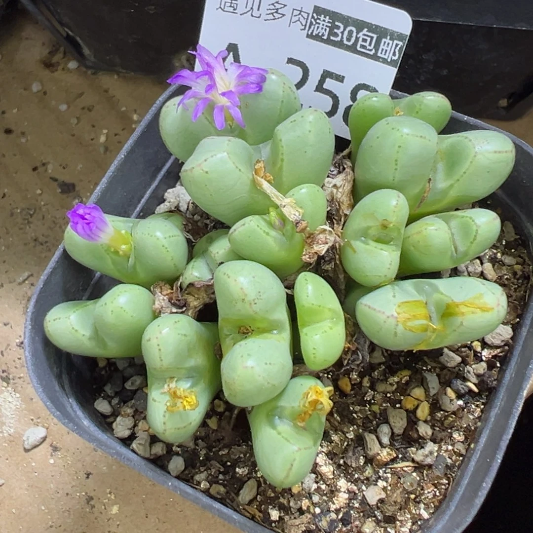 多肉植物111111111111