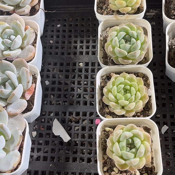 5.5方盆小仙女带盆土饿了