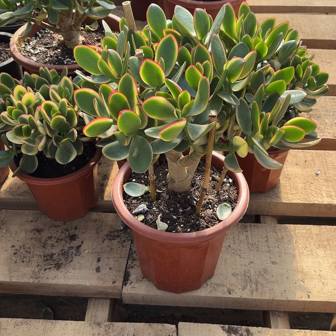 赵***龙5656新花月锦带土球发货