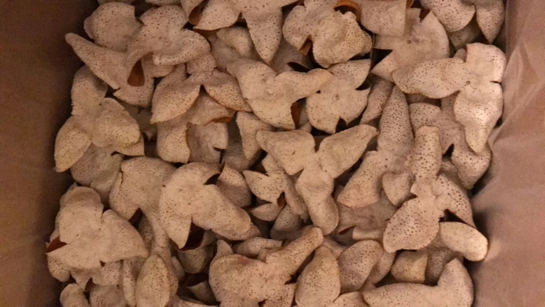 广西浦北 2024年25年树龄大红陈皮