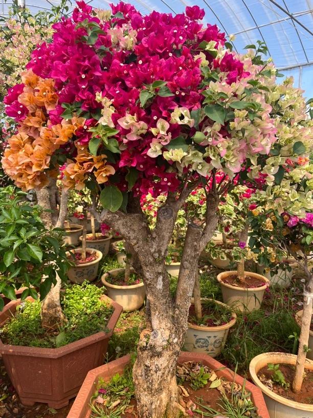 三角梅大花一物一拍 四季循环开花 发货不允退货