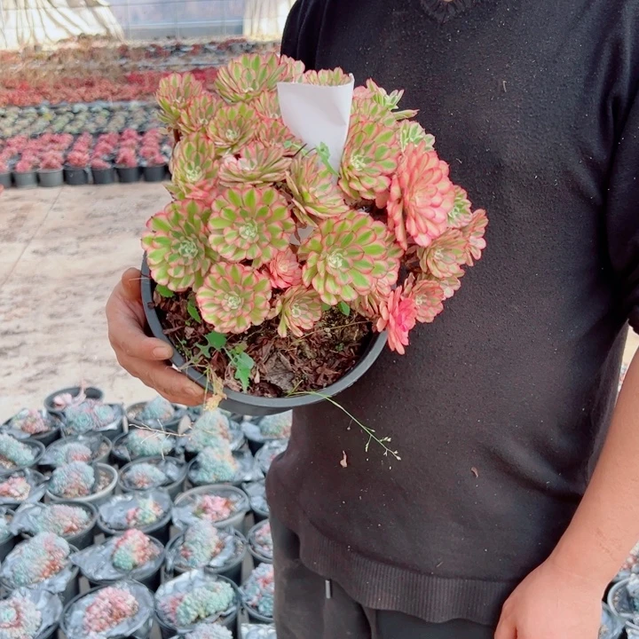 粉铜二加伦54号多肉法师