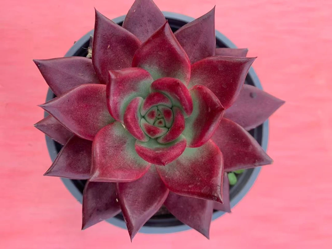 红卡多肉  军哥精品多肉植物，满包邮多肉基地发货新手好养护耐旱