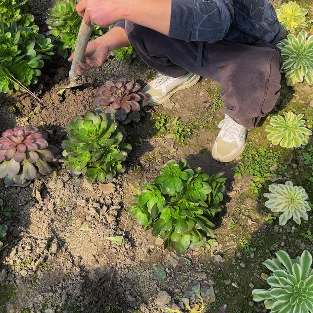 魅金玫瑰多肉植物捧花的